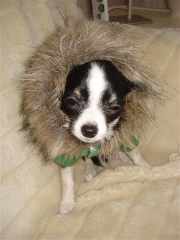 Chihuahua My - Hætten på frakken, er super lækker og ikke for stor så den sidder perfekt. billede 11