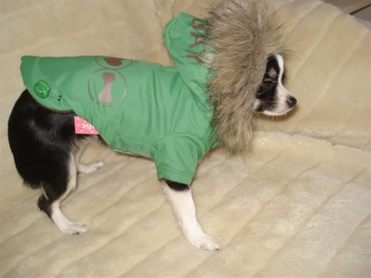 Chihuahua My - Jeg vil helst beholde min nye frakke på, jeg er rigtig glad for den. billede 12