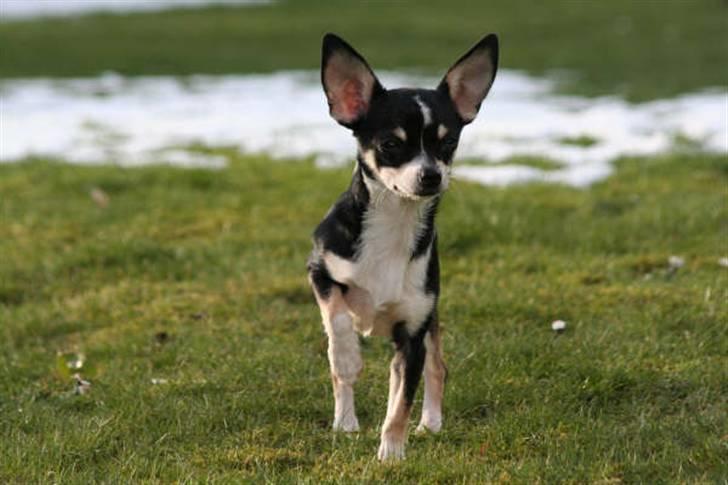 Chihuahua Tella billede 7