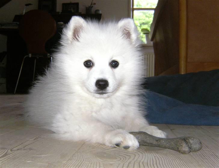 Japansk spids Wilbur billede 1