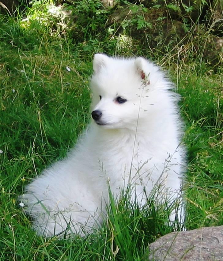 Japansk spids Wilbur billede 2