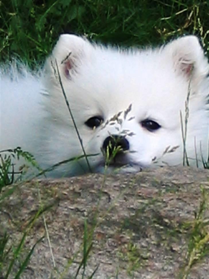 Japansk spids Wilbur billede 3