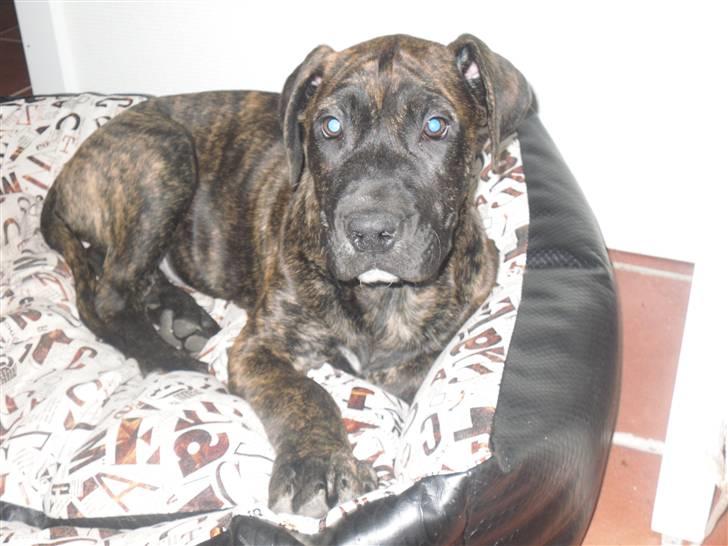 Mallorca Mastiff / Ca de Bou Bonzo billede 2