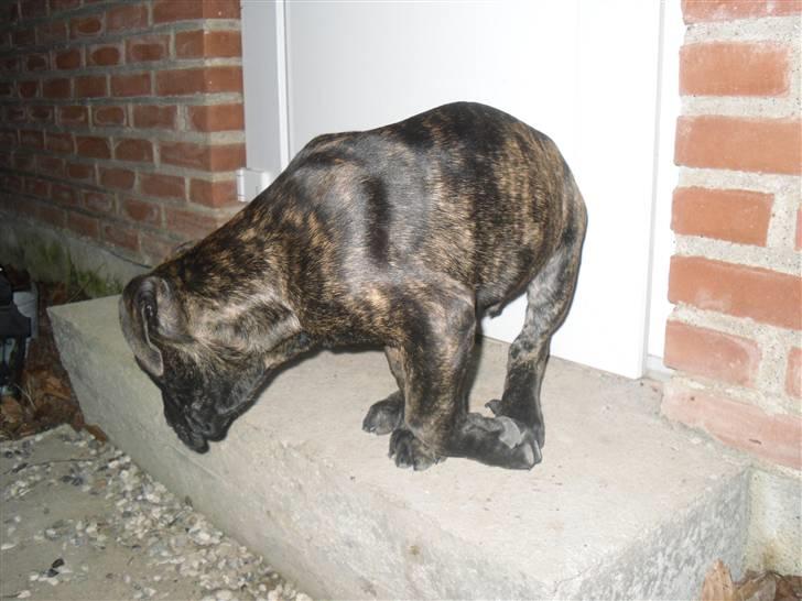 Mallorca Mastiff / Ca de Bou Bonzo billede 3