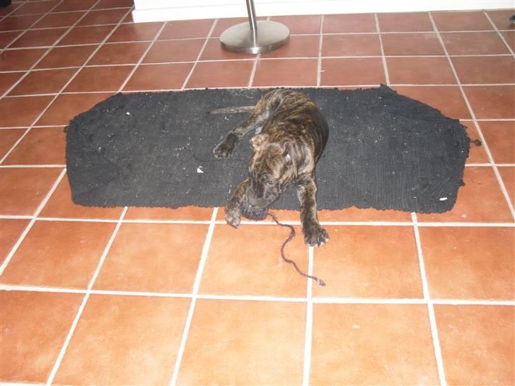 Mallorca Mastiff / Ca de Bou Bonzo billede 4