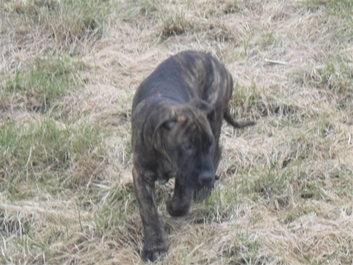 Mallorca Mastiff / Ca de Bou Bonzo billede 5