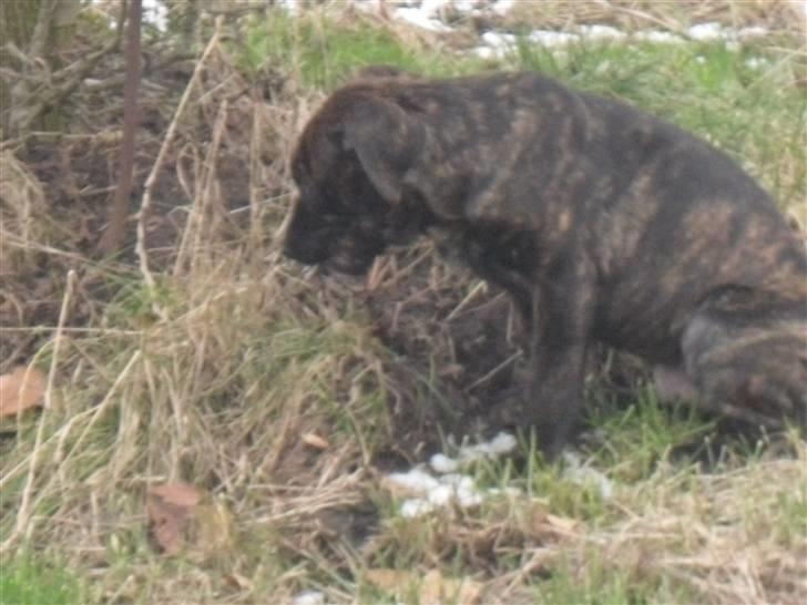 Mallorca Mastiff / Ca de Bou Bonzo billede 6