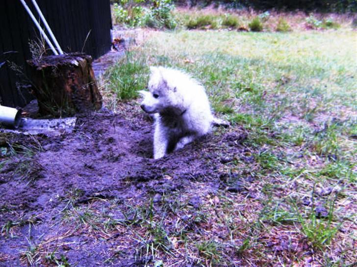 Japansk spids Wilbur billede 4