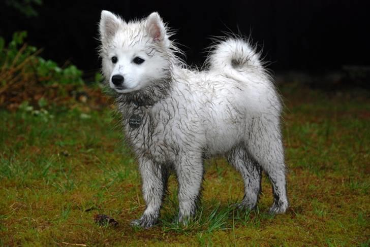 Japansk spids Wilbur billede 5