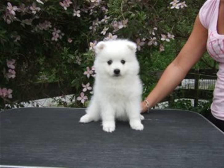 Japansk spids Wilbur billede 6