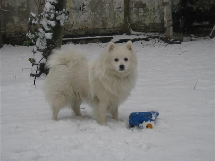 Japansk spids Wilbur billede 7