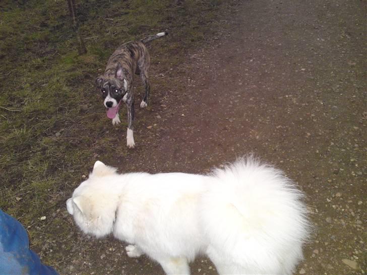 Amerikansk staffordshire terrier coda billede 16