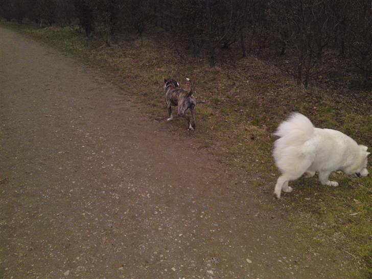 Amerikansk staffordshire terrier coda billede 17