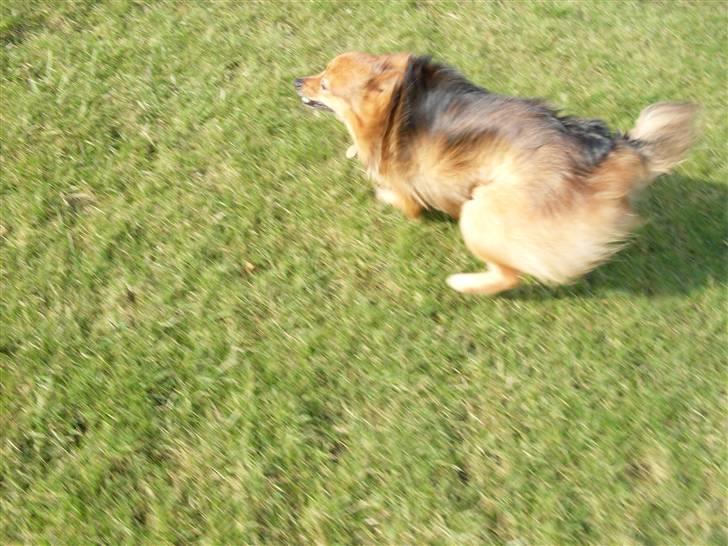 Mittelspitz Bamse - se jeg kan løbe hurtig billede 5