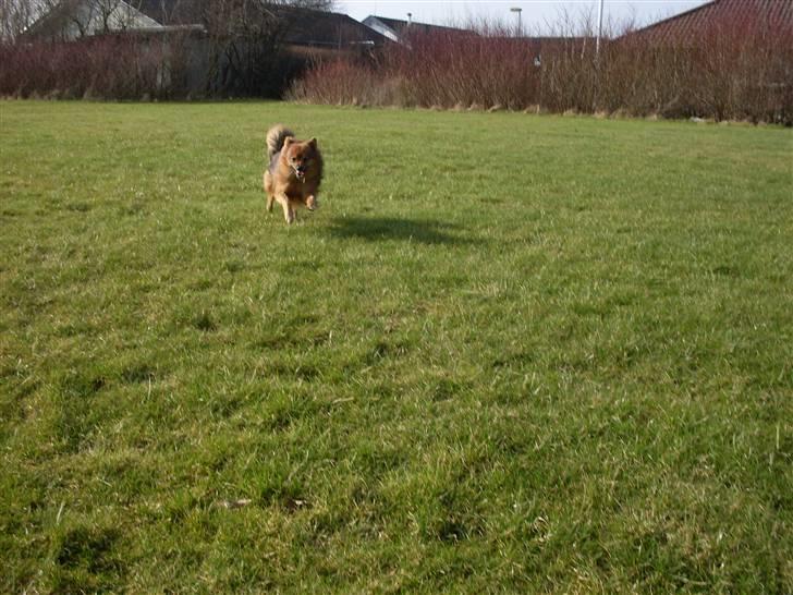 Mittelspitz Bamse - jeg kommer nu:D billede 6