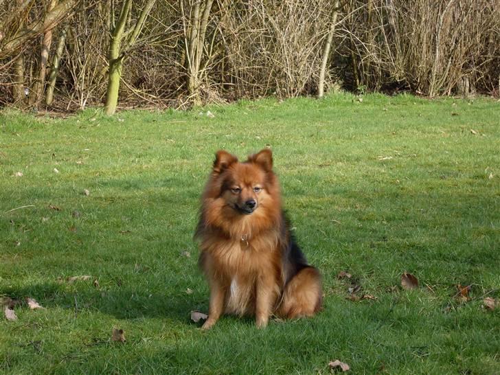 Mittelspitz Bamse billede 7