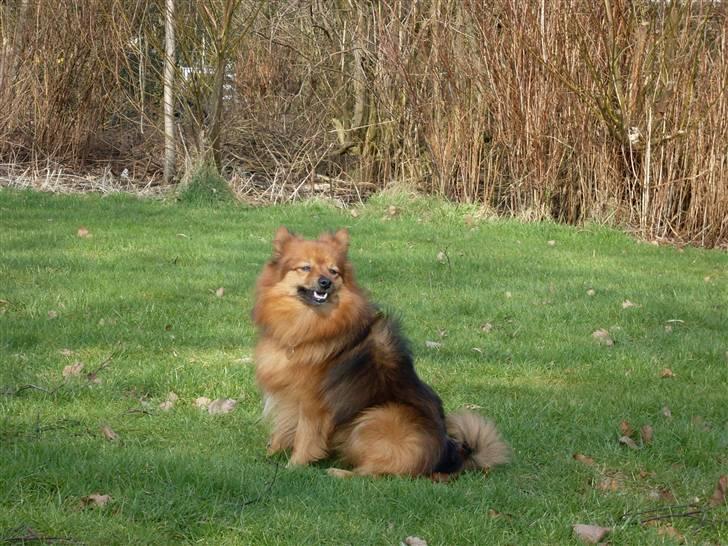 Mittelspitz Bamse billede 8