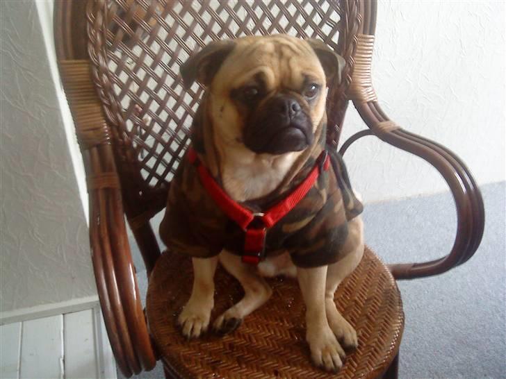 Blanding af racer Malthe billede 6