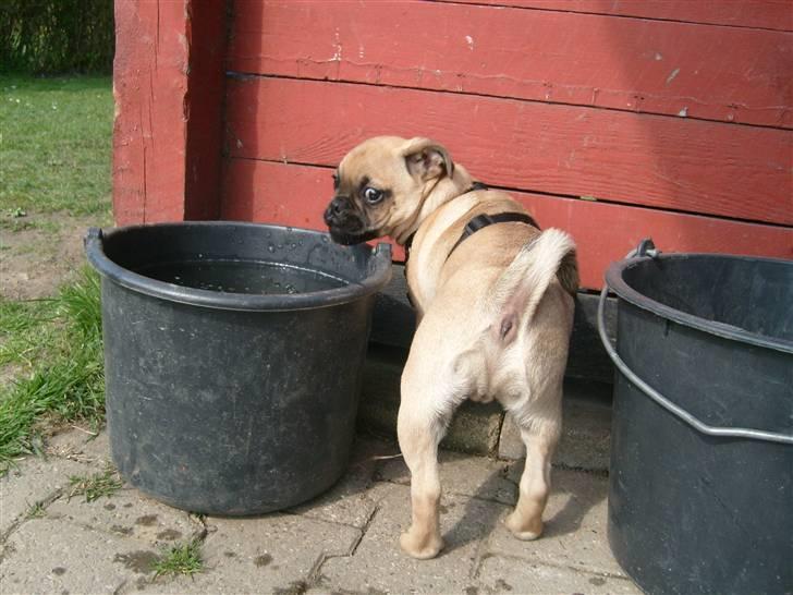 Blanding af racer Malthe billede 10