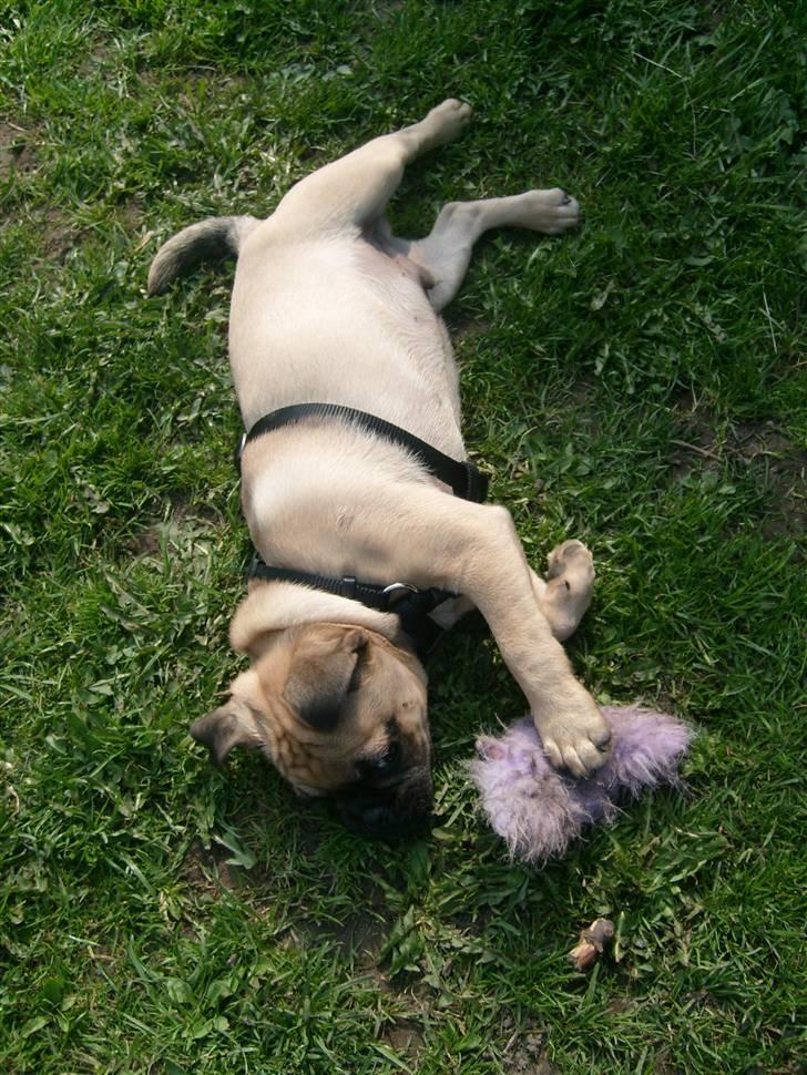 Blanding af racer Malthe billede 11