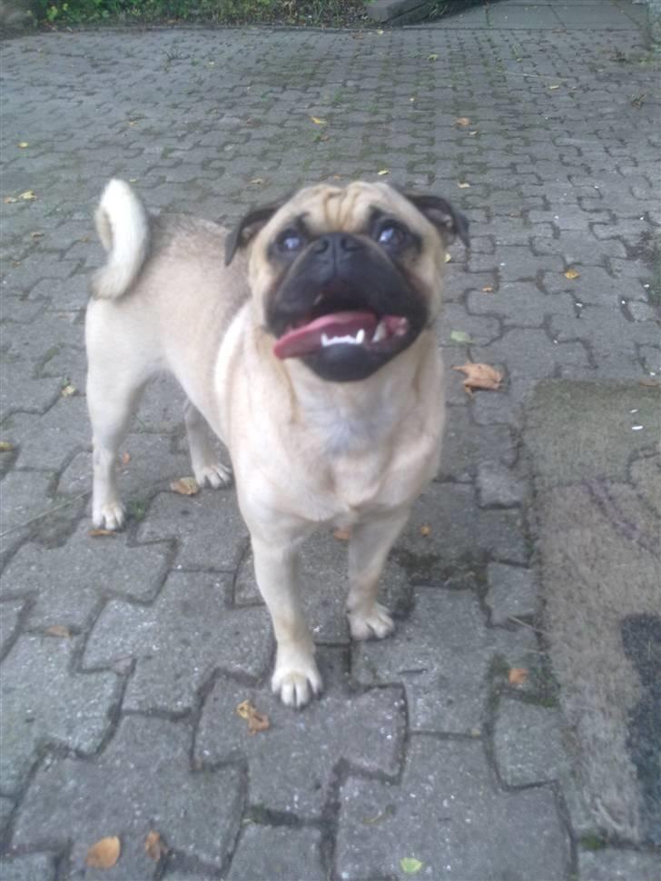 Blanding af racer Malthe billede 12