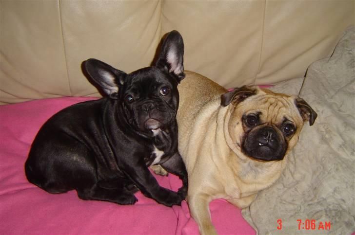 Blanding af racer Malthe - Mig og Alba.. billede 13