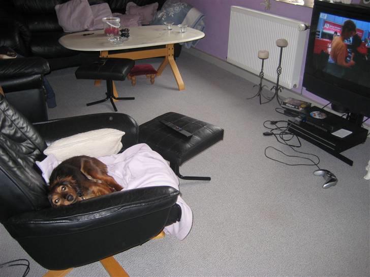 Gravhund Cindy<3  - NEEEEJ MOAARRR! Jeg så bubbi-bjørnene! ;( billede 8