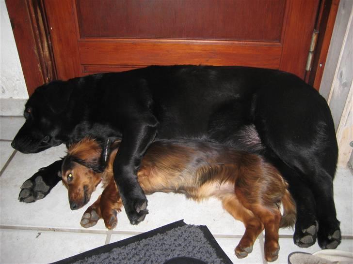 Gravhund Cindy<3  - Mig og Venus!<3 Er vi ikke bare FOR nuttede?? :´) billede 10