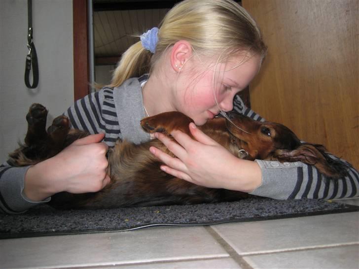 Gravhund Cindy<3  - Næsekys o;  billede 11