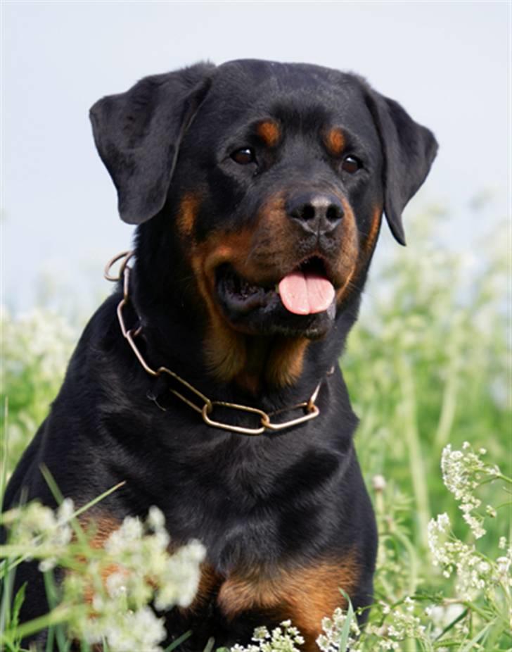 Rottweiler Dania von hause nomis billede 1