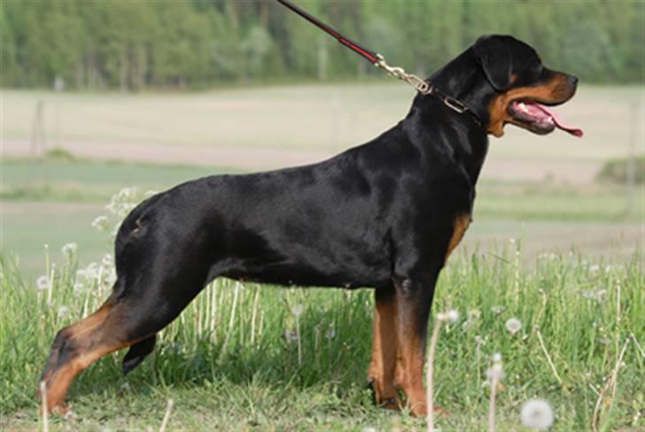 Rottweiler Dania von hause nomis billede 2