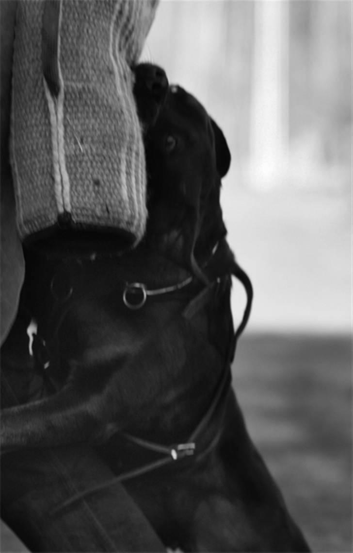 Rottweiler Dania von hause nomis billede 3