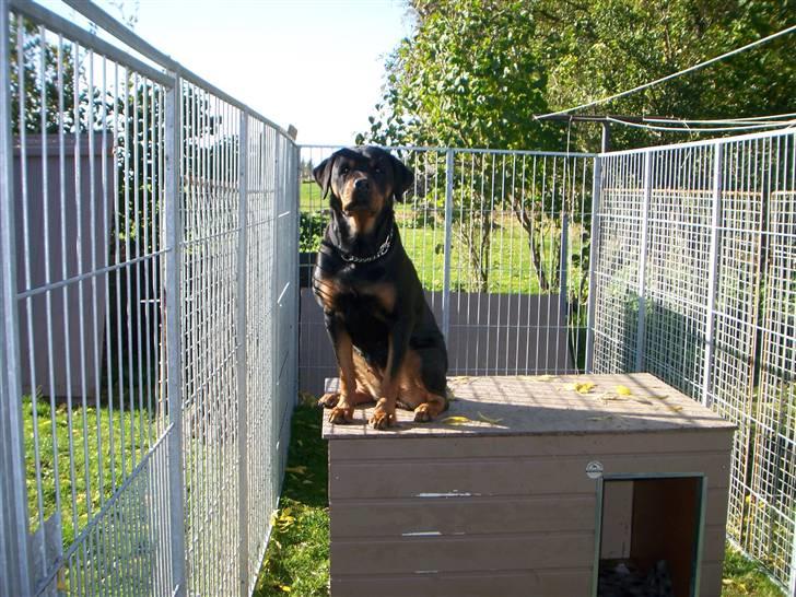 Rottweiler Dania von hause nomis billede 4