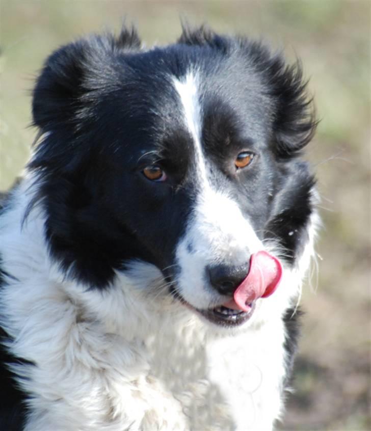 Border collie Mitzy billede 14