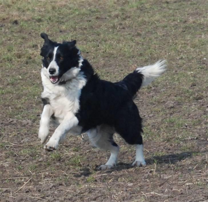 Border collie Mitzy billede 15