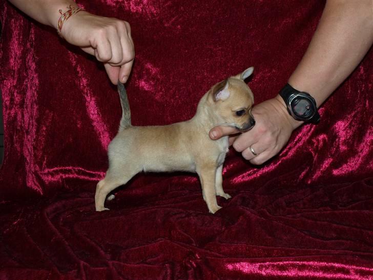 Chihuahua Emma´s Bonita - Bonita 7 uger billede 1
