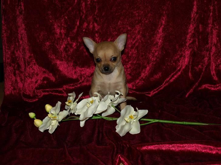 Chihuahua Emma´s Bonita - Bonita 7 uger billede 2