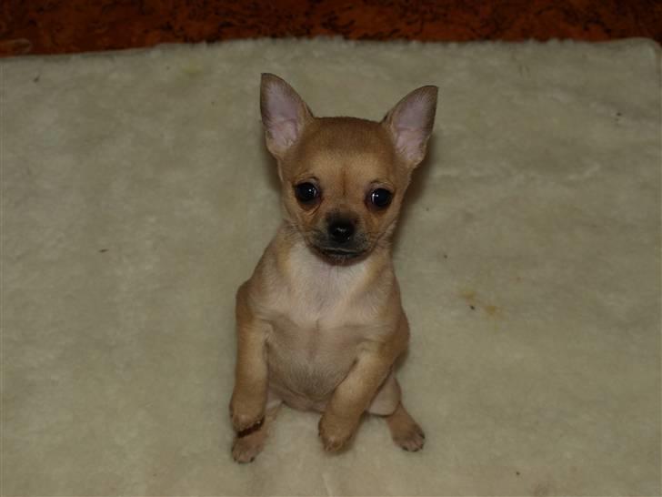 Chihuahua Emma´s Bonita - Bonita 6 uger billede 3
