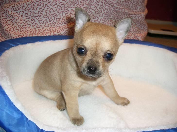 Chihuahua Emma´s Bonita - Bonita 5 uger billede 4