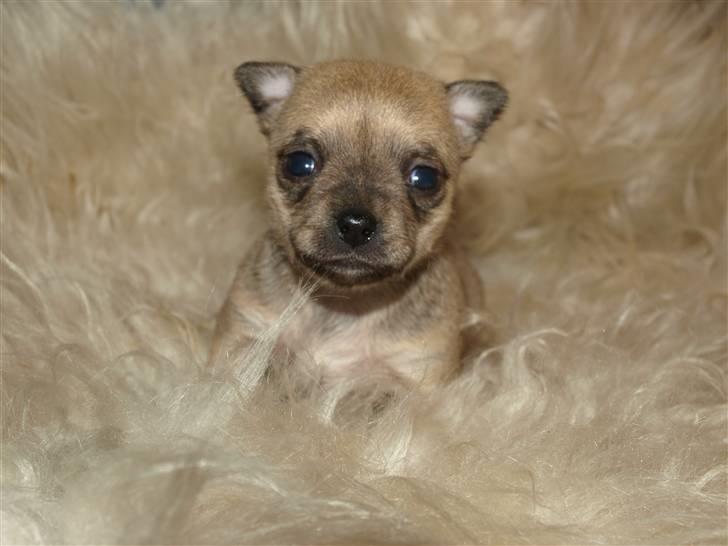 Chihuahua Emma´s Bonita - Bonita 3 uger billede 5