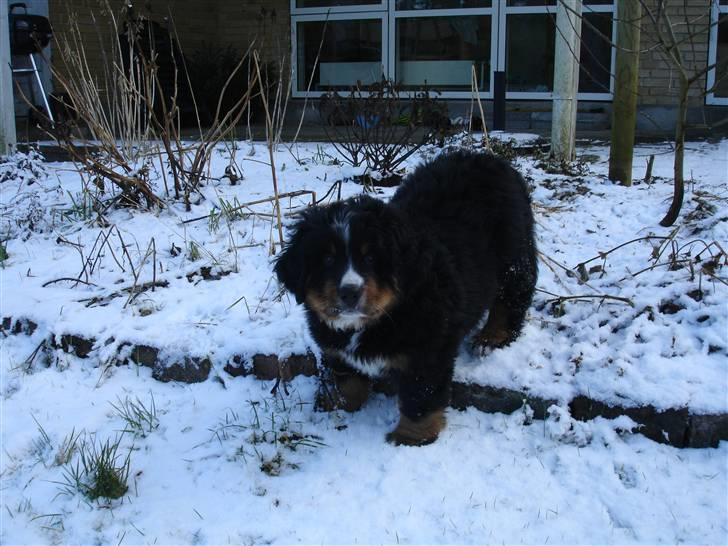 Berner sennenhund Bernhard - Min første sne...skønt :o) billede 12