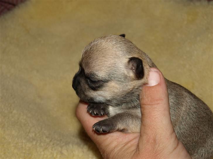 Chihuahua Emma´s Bonita - Bonita 2 uger billede 6