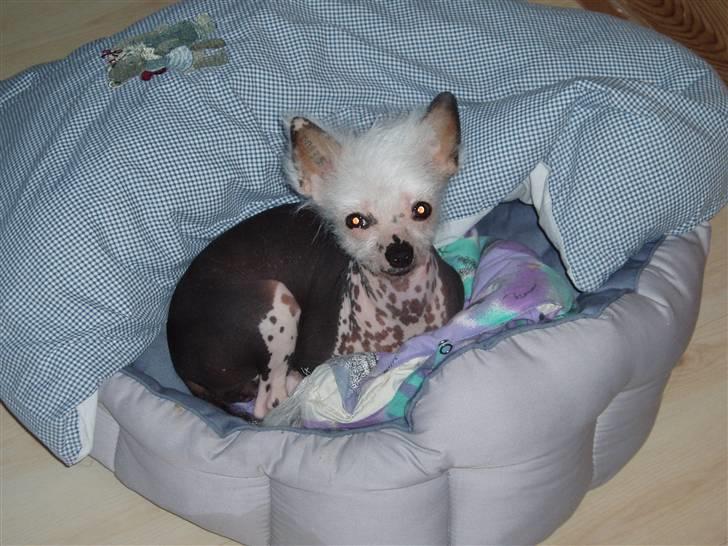 Chinese crested hårløs Aicia billede 1