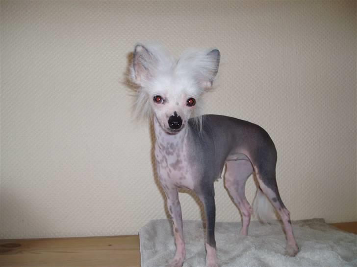 Chinese crested hårløs Aicia billede 2