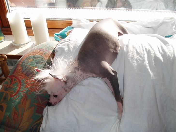 Chinese crested hårløs Aicia - Pyh hvor er det varmt!!! billede 3