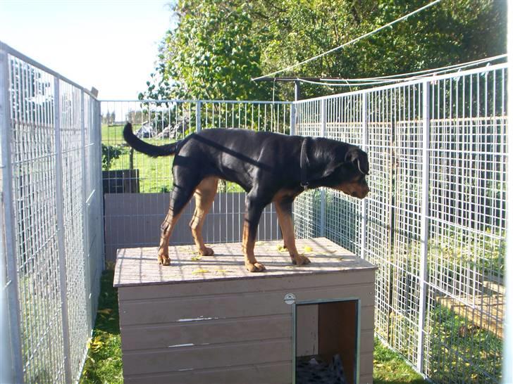 Rottweiler Dania von hause nomis billede 5