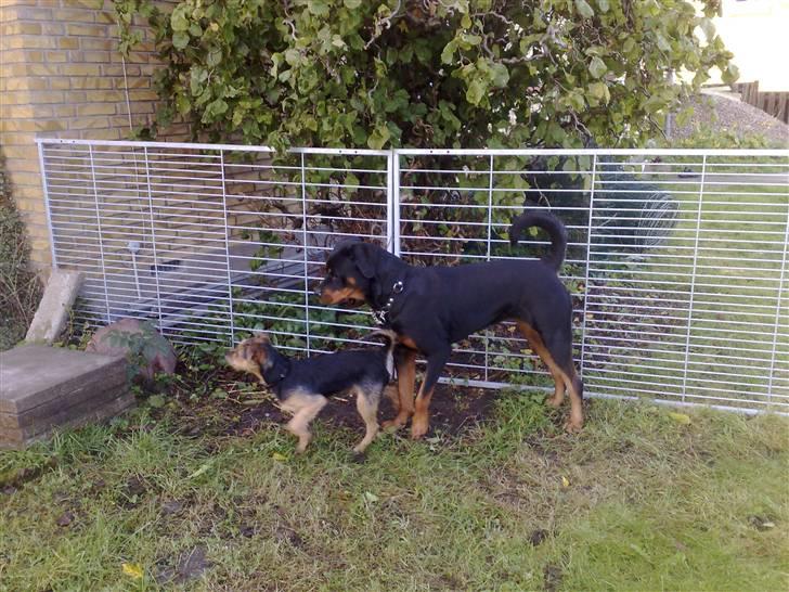 Rottweiler Dania von hause nomis billede 6