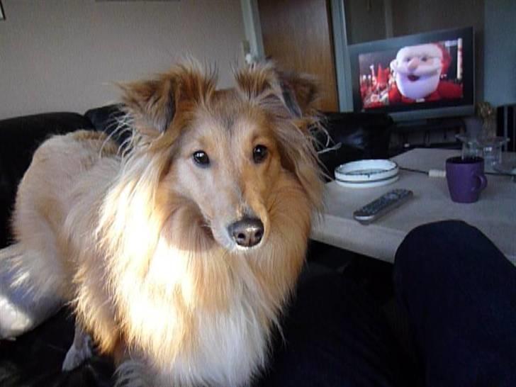 Shetland sheepdog Luna billede 12