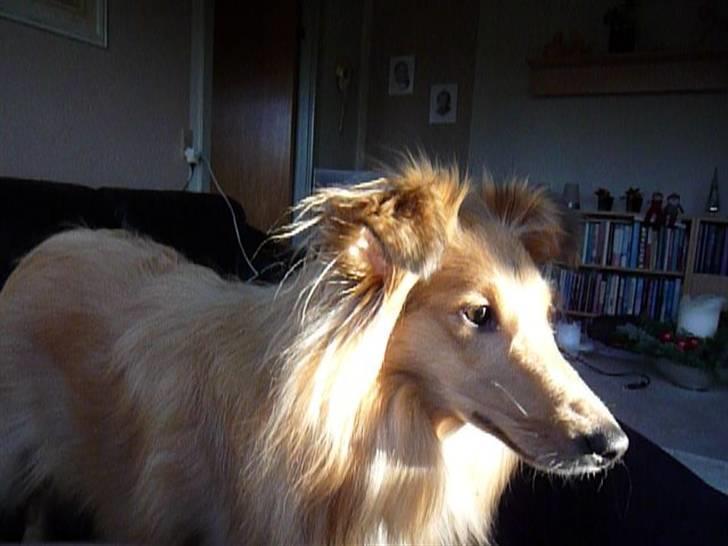 Shetland sheepdog Luna billede 13