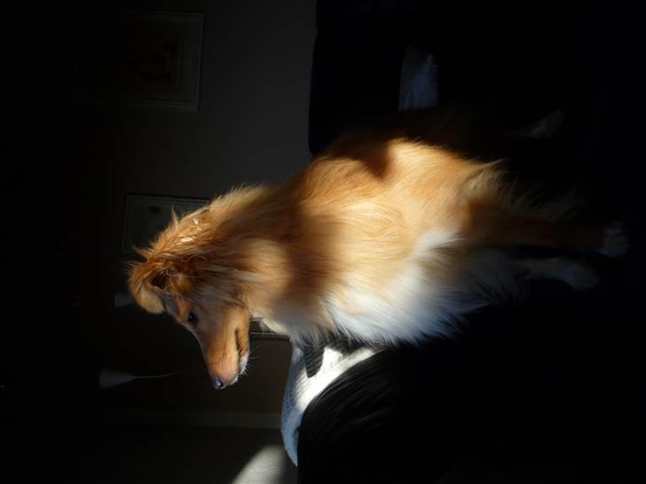 Shetland sheepdog Luna billede 15